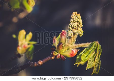 Chestnut Bud Tree In Spring. Horse-chestnut Outside