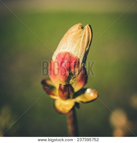 Chestnut Bud Tree In Spring. Horse-chestnut Outside