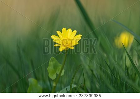 Spring Flower Lesser Celandine (ficaria Verna) In A Nature