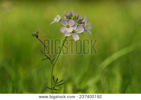 Cuckooflower (cardamine Pratensis) In A Spring Nature