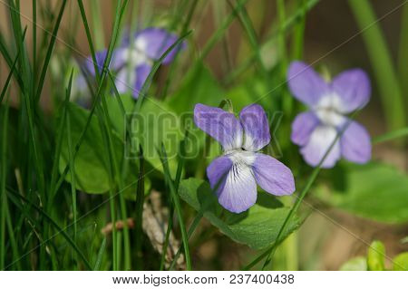 Pale Wood Violet (viola Reichenbachiana) In A Nature