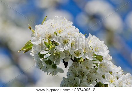 Beautiful Flowering Fruit Trees. Blooming Plant Branches In Spring Warm Bright Sunny Day