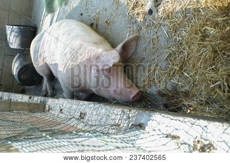 Scrofa Rests In The Pigsty Of A Farm