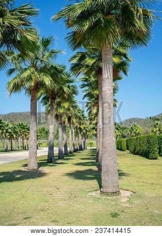 Row Of Palm Trees Along The Road With Blue Sky