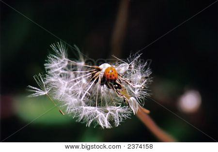 The Lady Bug