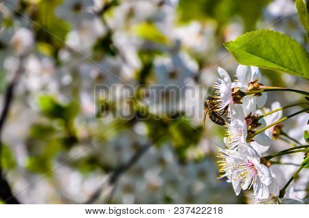 The Bee Collects Pollen From The White Flower