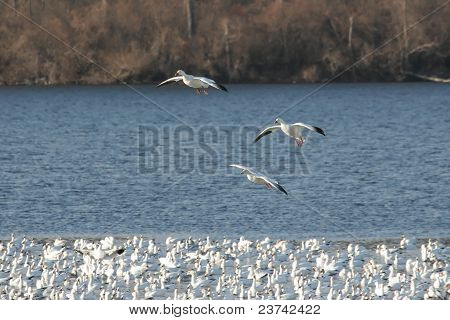 Sne gæs Landing