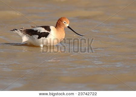 American Avocet Portrait
