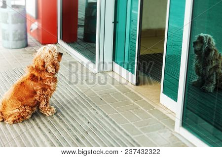 Red Dog Is Waiting For Owner Outside A Shop Door