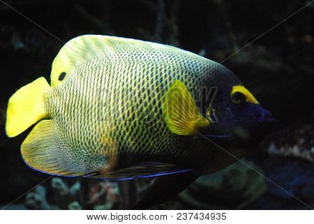 Salt Water Tank With A Brilliant Yellow And Blue Butterfly Fish.