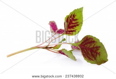 Closeup Red Spinach Isolated On White Background