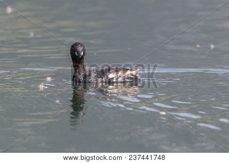 Tachybaptus Ruficollis Duck On Lake