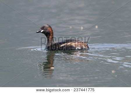 Tachybaptus Ruficollis Duck On Lake