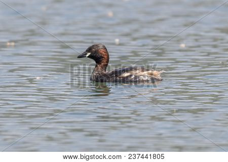 Tachybaptus Ruficollis Duck On Lake
