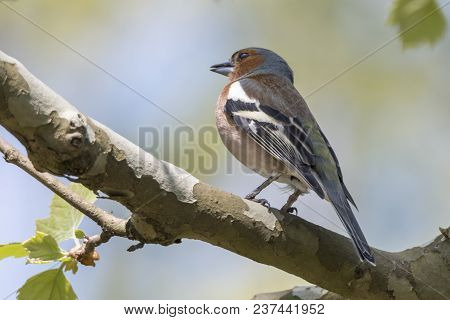 Finch Fringilla Coelebs Bird On Tree