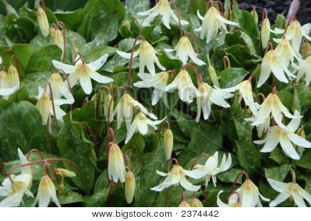 Erythronium