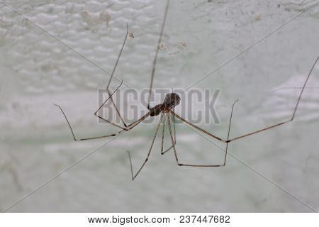 Macro Animal Of Single Spider On Ceiling.