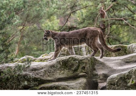 Cougar (puma Concolor), Also Commonly Known As The Mountain Lion, Puma, Panther, Or Catamount. Is Th