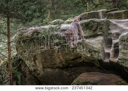 Cougar (puma Concolor), Also Commonly Known As The Mountain Lion, Puma, Panther, Or Catamount. Is Th