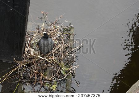 The Breeding Eurasian Coot Sitting On Nest