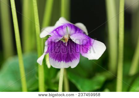 The Violet Viola Hederacea From Australia.