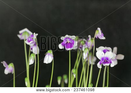 The Violet Viola Hederacea From Australia.