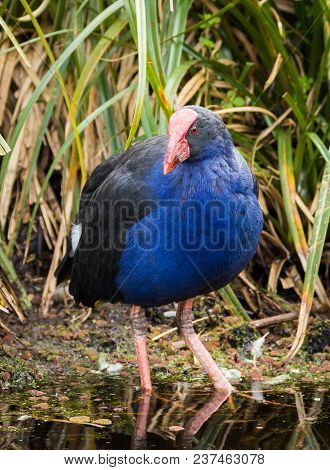 The Pukeko Bird