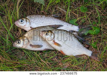 Freshwater Common Bream And White Bream Or Silver Bream Fish On Natural Background..