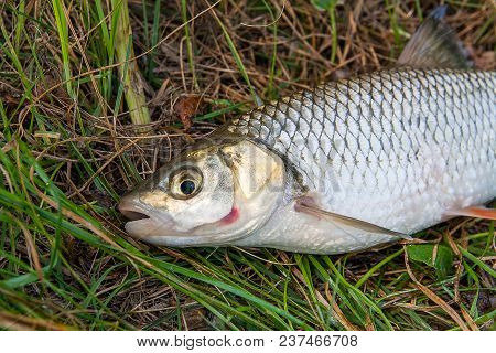 View Of The European Chub Fish On The Natural Background. .
