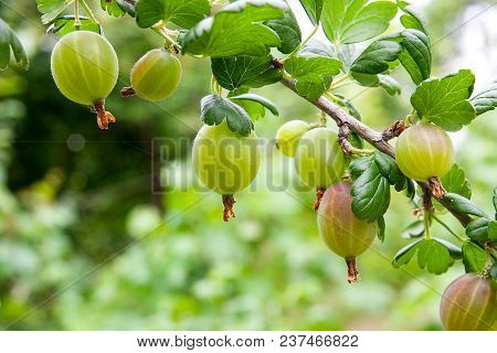 Branch Of Gooseberry With Green Berries And Leaves In The Garden..