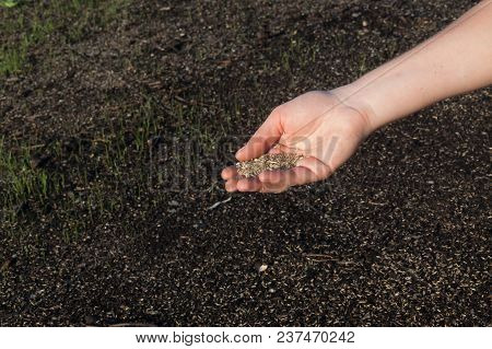 Planting A New Lawn.