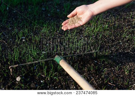 Planting A New Lawn.