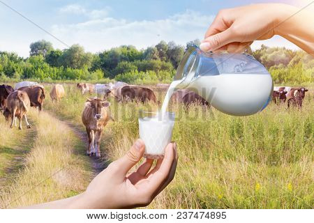 Milk Poured From A Jug Into A Glass On A Background Of Grazing Cows.