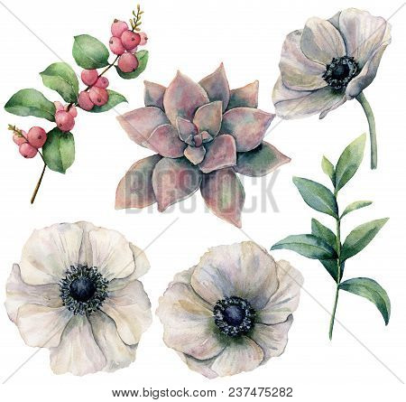 Watercolor Floral Set With White Anemone And Plants. Hand Painted Pink Succulent, Eucalyptus Leaves 