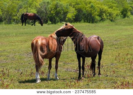 Two Wild Horses Of Corolla In A Field