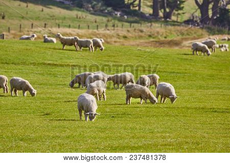 Sheep grazing on agreen field