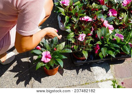 A Woman Chooses Plants Carefully Before Making A Purchase At A Gardening Store.