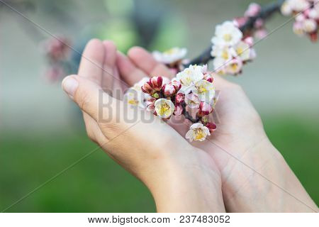 The Girl Is Holding A Branch Of A Blossoming Apple Tree In Her Hands