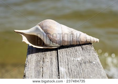 Large Sea Shell In Water Nature Water Ocean River Shore Yellow Gray Brown