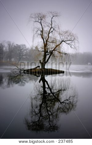 Træ høj refleksion