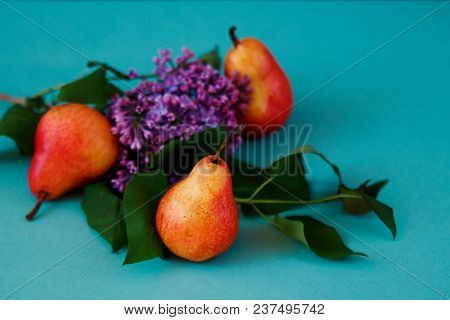 Stll Life Of Three Bright Red Williams Pears And A Branch Of Lilac On Turquoise Background