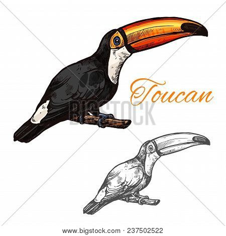 Toucan Exotic Tropical Bird Color Sketch Icon. Vector Isolated Botanical Or Zoology Design Of Toucan