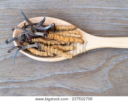 Group Of Ophiocordyceps Sinensis Or Mushroom Cordyceps This Is A Herbs Placed On Wooden Spoon On Woo