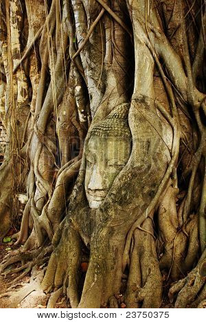 Ein Buddha Kopf in A Tree In Ayudhaya, Thailand.