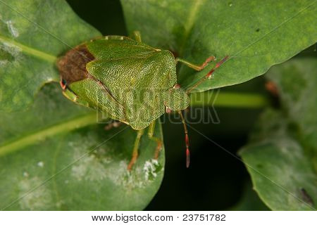 Green Shield Bug (Palomena prasina)