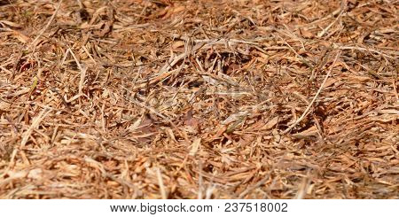 Natural Texture Of A Dry Grass. Nature.