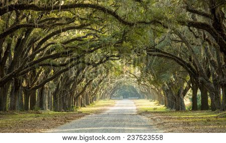 Dramatic canopy of oaks over dirt road in Savannah, Georgia, USA