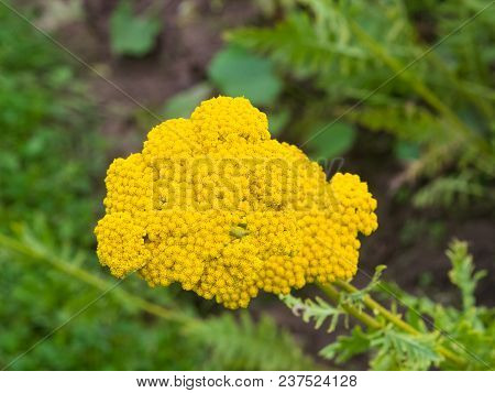 Flower Of Fernleaf Yarrow Or Achillea Filipendulina Macro, Selective Focus, Shallow Dof.