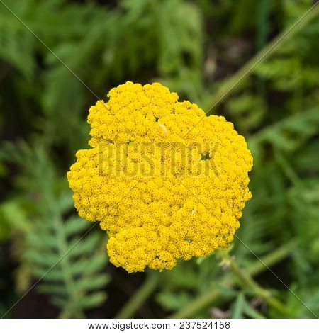 Flower Of Fernleaf Yarrow Or Achillea Filipendulina Macro, Selective Focus, Shallow Dof.