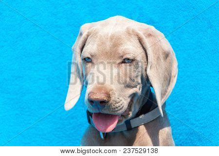 Portrait Of A Weimaraner Puppy On Blue Background. Puppy Of A Hunting Dog